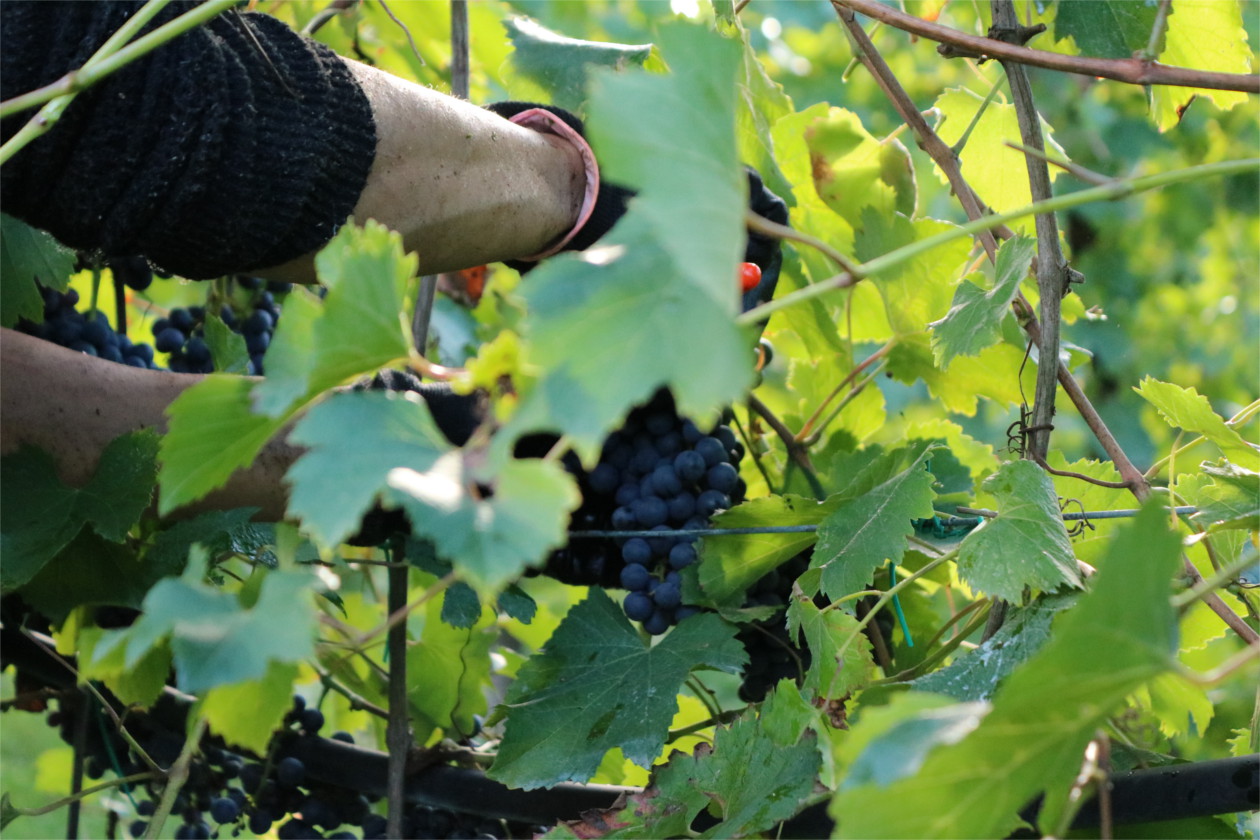 VignetoSaettiVendemmia